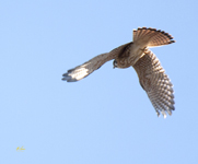 American Kestrel 5653